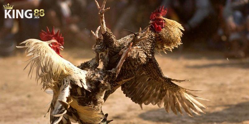 Đá Gà 2 Đá gà King88 mang đến cho người chơi trải nghiệm cá cược dễ dàng
