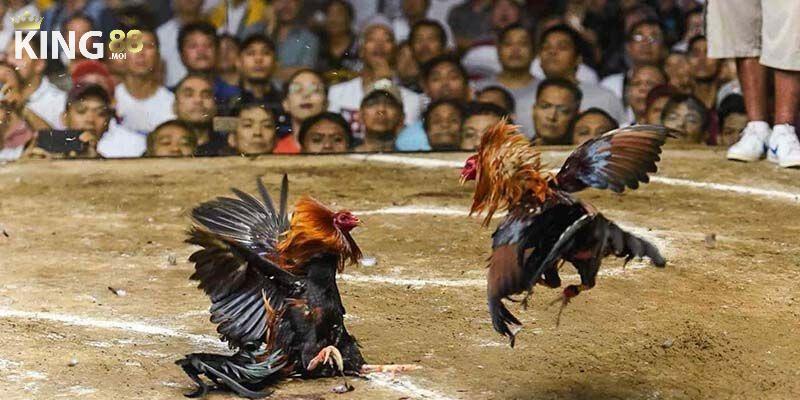 Đá Gà 1 Sảnh cược đá gà King88 chúng tôi đã khẳng định vị thế trên thị trường cá cược