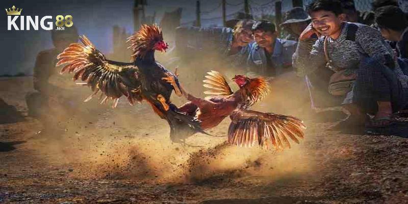 Đá Gà 3 Thể loại đá gà nòi - loại hình thi đấu truyền thống